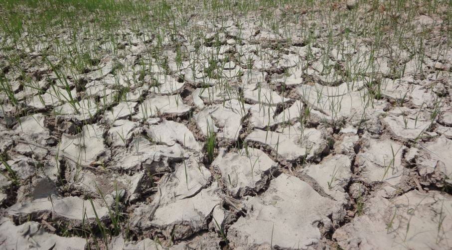 Ogłoszenie w sprawie wystąpienia strat w uprawach rolnych spowodowanych suszą