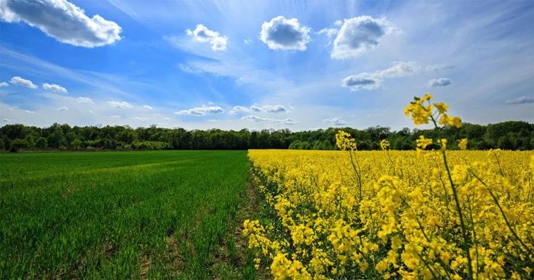 Scalenie gruntów – Widzów